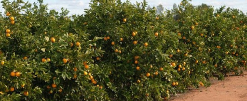 falta-de-chuva-causa-queda-de-produtividade-de-laranja-em-ibitinga