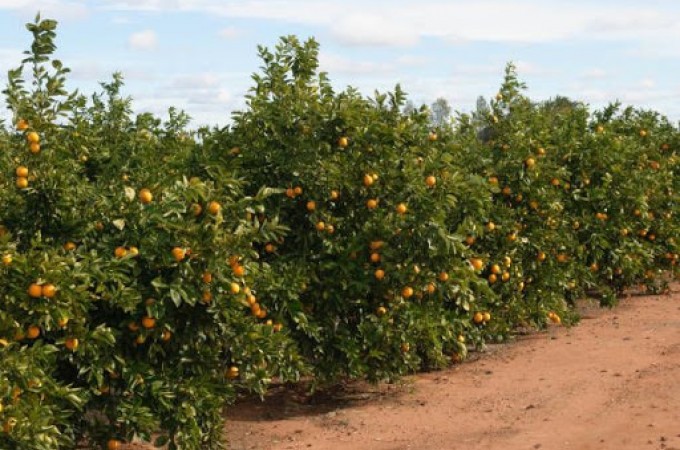 Falta de chuva causa queda de produtividade de laranja em Ibitinga