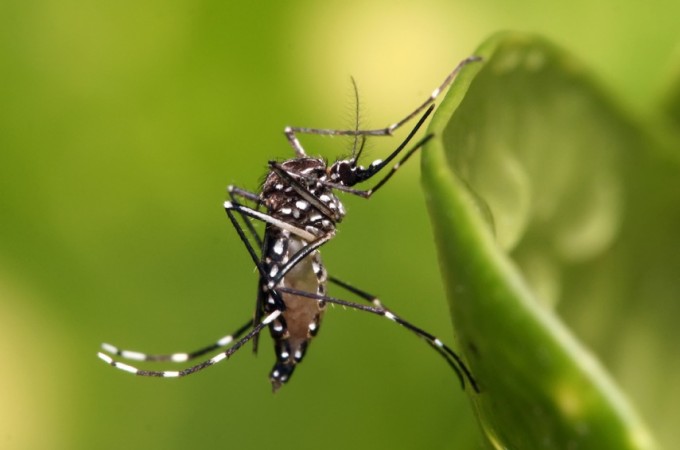 Ibitinga fica em alerta com confirmao de casos de dengue em 2021