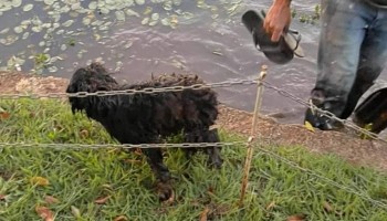 cachorro-e-resgatado-no-lago-municipal-apos-empresario-fazer-live