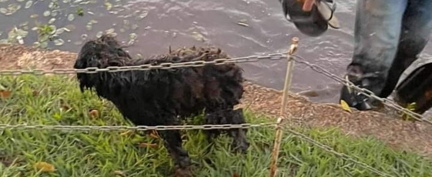 cachorro-e-resgatado-no-lago-municipal-apos-empresario-fazer-live