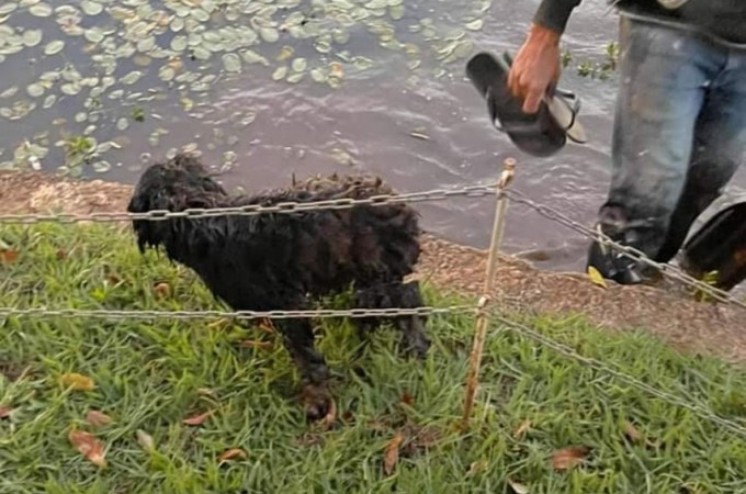 Cachorro  resgatado no lago municipal aps empresrio fazer live 