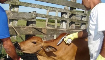 raiva-bovina-e-registrado-pela-vigilancia-sanitaria-em-sabino