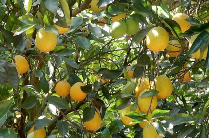 Estiagem prejudica plantações de laranja