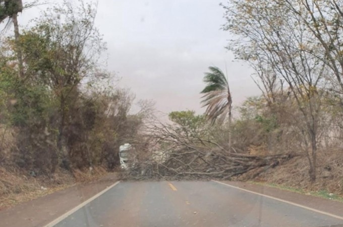 rvore interdita rodovia Ibitinga-Tabatinga