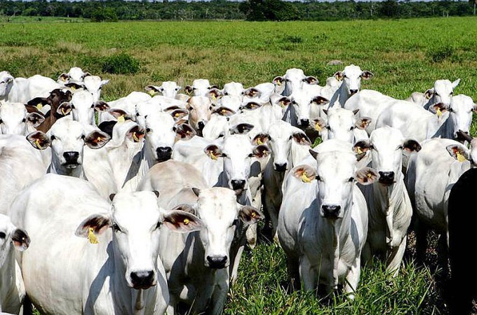 Sindicato Rural alerta sobre casos de raiva bovina na regio 