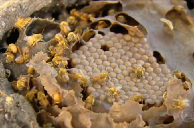Rinco: Homem de 56 anos morre aps ser atacado por abelhas