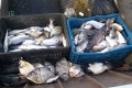 PM Ambiental apreendeu 65 kg de peixes capturados no Rio Tietê