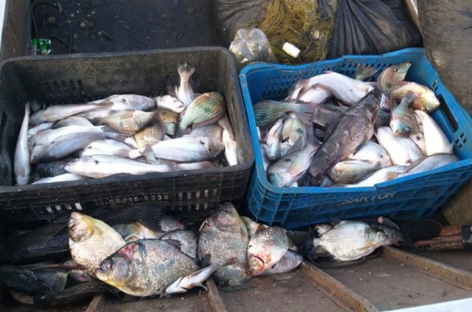 PM Ambiental apreendeu 65 kg de peixes capturados no Rio Tiet