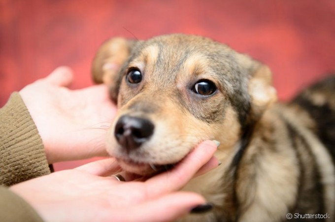 Pets: Vacina Contra Raiva deve ser aplicada todos os anos