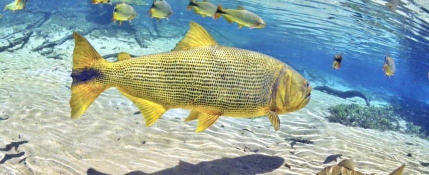 populacao-pode-denunciar-pesca-irregular-na-epoca-de-piracema