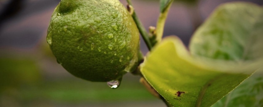 sindicato-rural-informa-cuidados-com-a-lavoura-em-dias-de-chuva