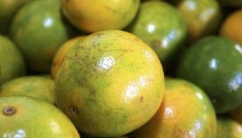 biofertilizante-pode-reduzir-queda-de-frutos-na-citricultura