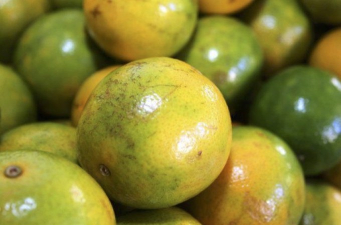 Biofertilizante pode reduzir queda de frutos na citricultura