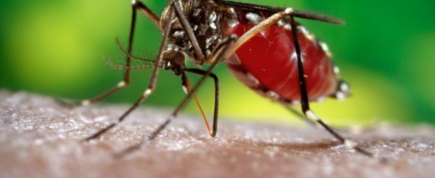 verao-e-propicio-para-alta-de-casos-de-dengue-veja-como-se-prevenir