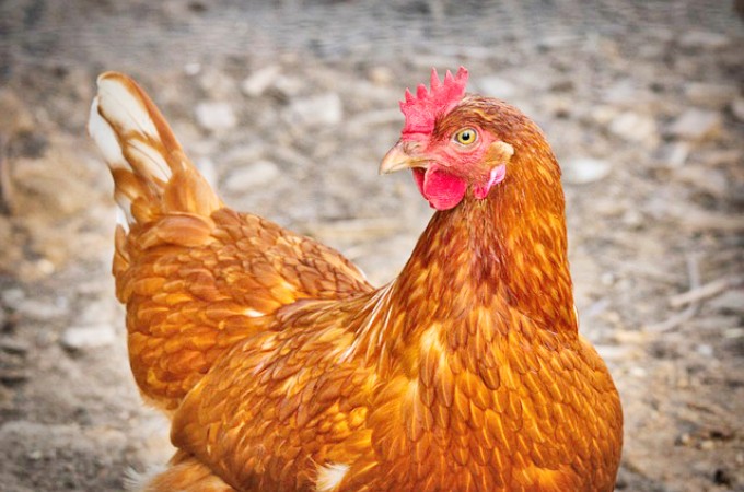 Exportao de frangos e sunos deve crescer em 2023, projeta ABPA