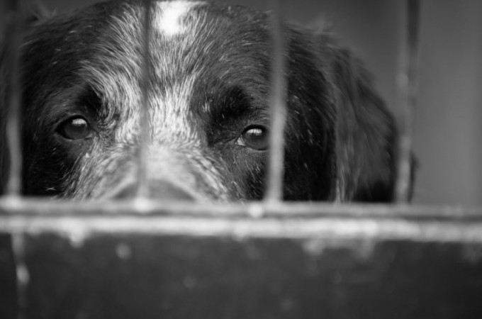 Sancionada lei sobre denncia de maus-tratos animais