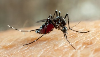 itapolis-confirma-terceira-morte-por-dengue-neste-ano