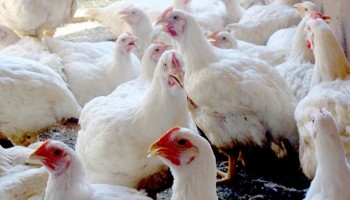 brasil-segue-com-acoes-de-prevencao-contra-a-gripe-aviaria