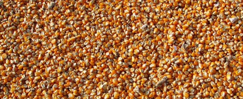conab-estima-recorde-na-producao-de-graos-para-safra-202223