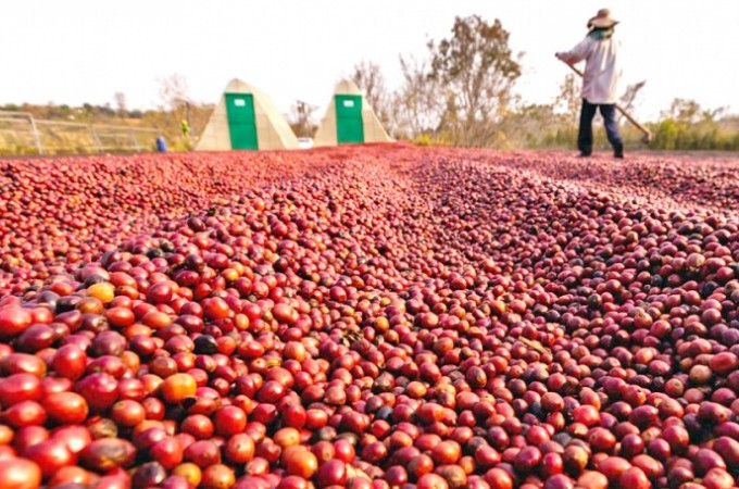 FAESP divulga relatrio da safra de caf e aponta crescimento em SP
