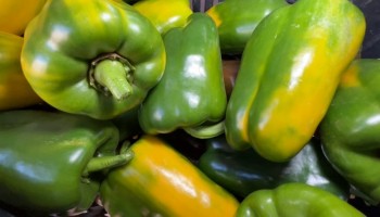 produtores-de-pimentao-trocam-cultivo-convencional-pelo-organico