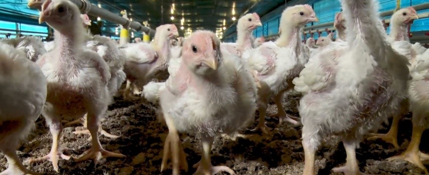 frango-alta-no-preco-do-animal-vivo-eleva-poder-de-compra