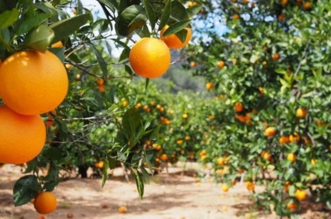 Greening avana em pomares de citros em So Paulo