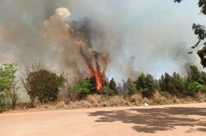 Incndio destri mais de 50 mil metros quadrados de vegetao nativa