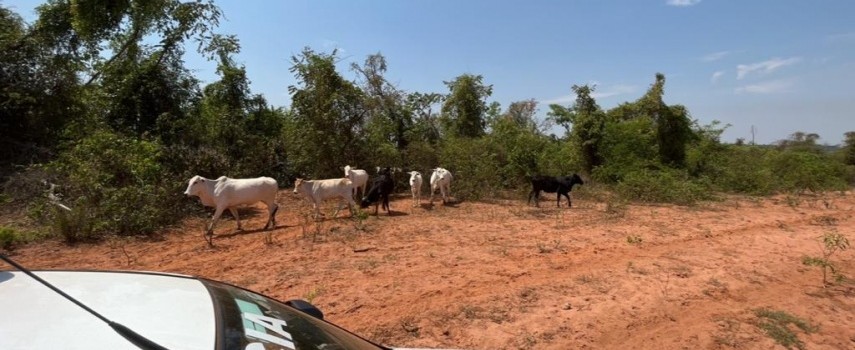 fazenda-com-degradacao-de-vegetacao-e-multada-em-rs-4-milhoes