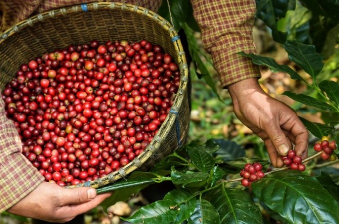 FAESP apoia acordo de boas prticas trabalhistas na Cafeicultura