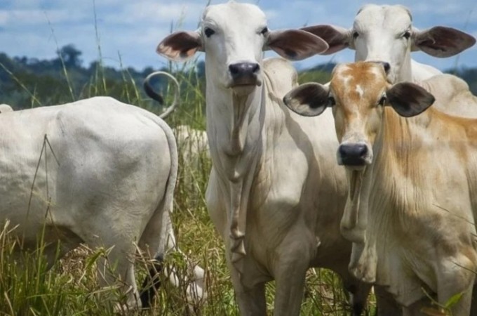 Vaca louca: Governo abre consulta pblica para normas de preveno