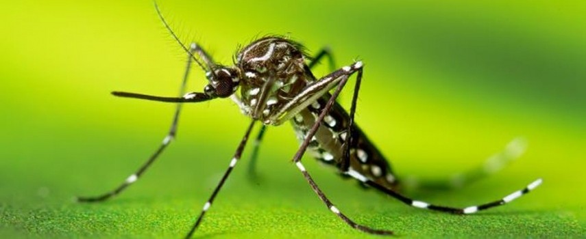 ibitinga-registrou-alta-de-138-nos-casos-positivos-de-dengue