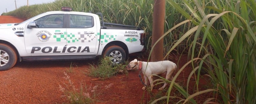 pm-ambiental-resgata-cachorro-na-zona-rural-de-pirassununga
