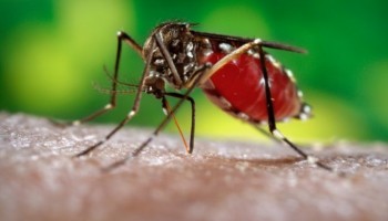 dengue-ibitinga-registrou-reducao-de-casos-no-1o-quadrimestre