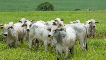 atualizacao-de-rebanho-e-obrigatoria-procure-o-sindicato-rural