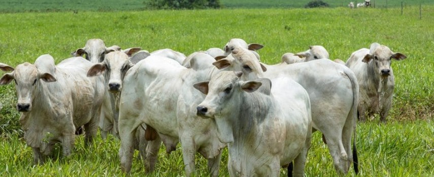 atualizacao-de-rebanho-e-obrigatoria-procure-o-sindicato-rural