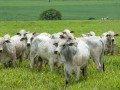 Atualizao de rebanho  obrigatria; procure o Sindicato Rural