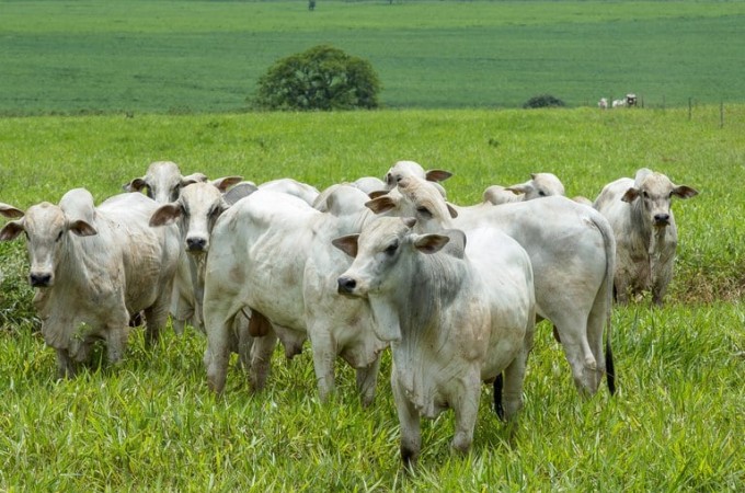 Atualizao de rebanho  obrigatria; procure o Sindicato Rural