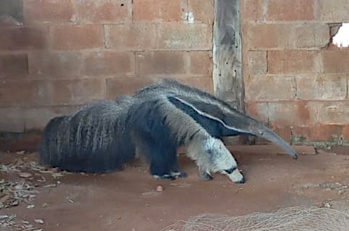 Tamandu foi capturado em Tabatinga