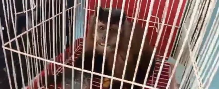 macacos-silvestres-sao-resgatados-durante-abordagem-em-ibitinga