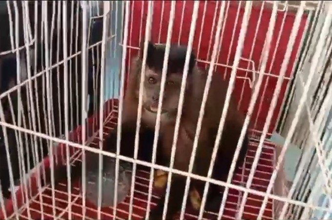 Macacos silvestres so resgatados durante abordagem em Ibitinga