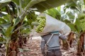 FAESP divulga levantamento de postos de trabalho no agronegcio 