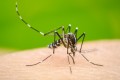 DENGUE: Sobe para 4 o nmero de bitos em Ibitinga 
