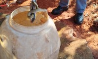 Cobra  capturada dentro de uma residncia em Ibitinga
