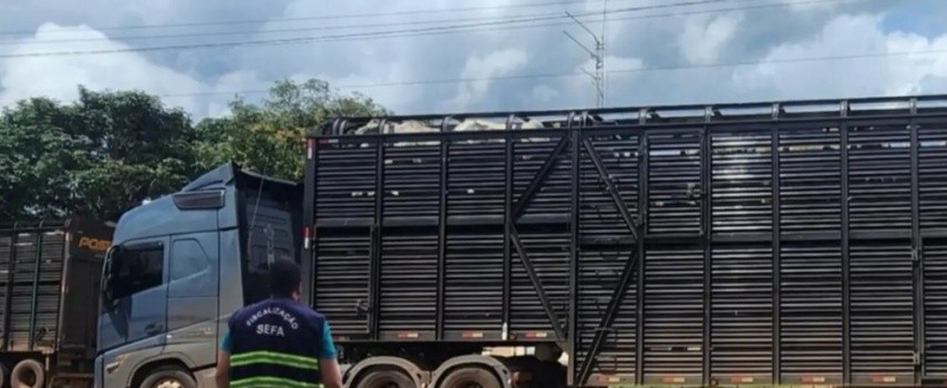 secretaria-da-fazenda-apreendeu-240-bovinos-que-viriam-pra-ibitinga