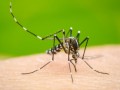 Dengue: Ibitinga saltou para 4,4 mil casos confirmados e 4 mortes