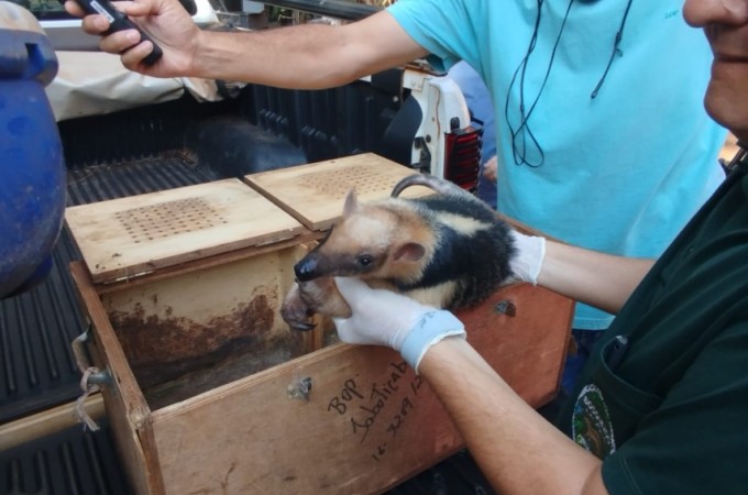 PM Ambiental realiza soltura de tamandu�-mirim e de ouri�o