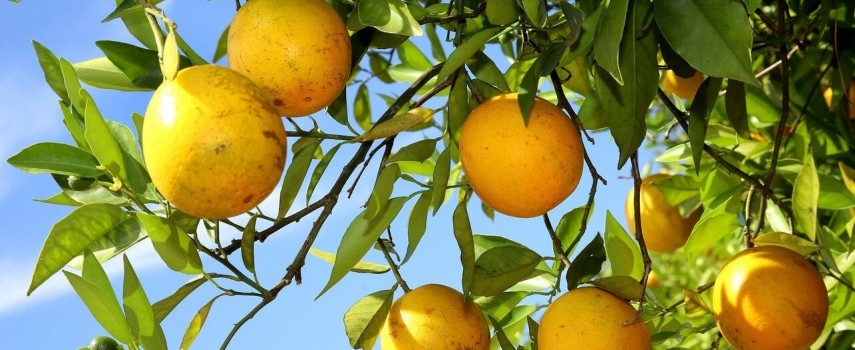 prazo-para-entrega-do-relatorio-de-greening-termina-dia-15