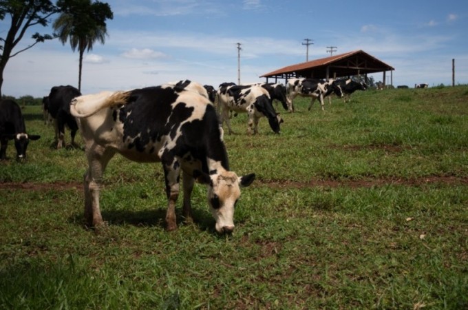 Criminosos furtam 24 vacas em fazenda de So Carlos